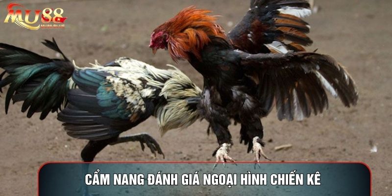 Cẩm nang đánh giá ngoại hình chiến kê Cẩm nang đánh giá ngoại hình chiến kê