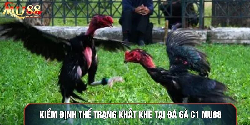 Kiểm định thể trạng khắt khe tại đá gà C1 MU88 Kiểm định thể trạng khắt khe tại đá gà C1 MU88
