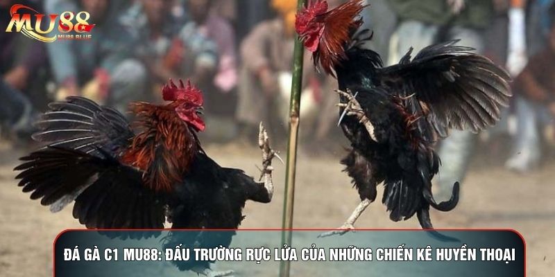 Đá Gà C1 MU88: Đấu Trường Rực Lửa Của Những Chiến Kê Huyền Thoại
