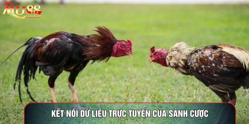 Kết nối dữ liệu trực tuyến của sảnh cược Kết nối dữ liệu trực tuyến của sảnh cược