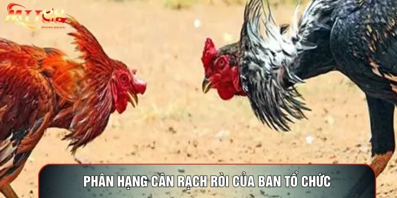 Phân hạng cân rạch ròi của ban tổ chức Phân hạng cân rạch ròi của ban tổ chức