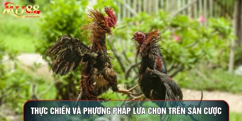 Thực chiến và phương pháp lựa chọn trên sàn cược Thực chiến và phương pháp lựa chọn trên sàn cược
