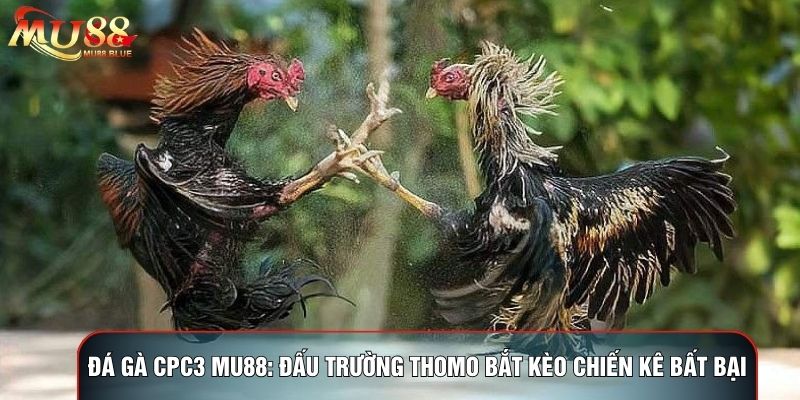 Đá Gà CPC3 MU88: Đấu Trường Thomo Bắt Kèo Chiến Kê Bất Bại