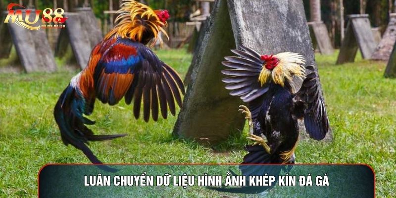 Luân chuyển dữ liệu hình ảnh khép kín đá gà Luân chuyển dữ liệu hình ảnh khép kín đá gà