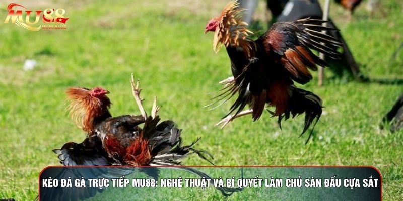 Kèo Đá Gà Trực Tiếp MU88: Nghệ Thuật Và Bí Quyết Làm Chủ Sàn Đấu Cựa Sắt
