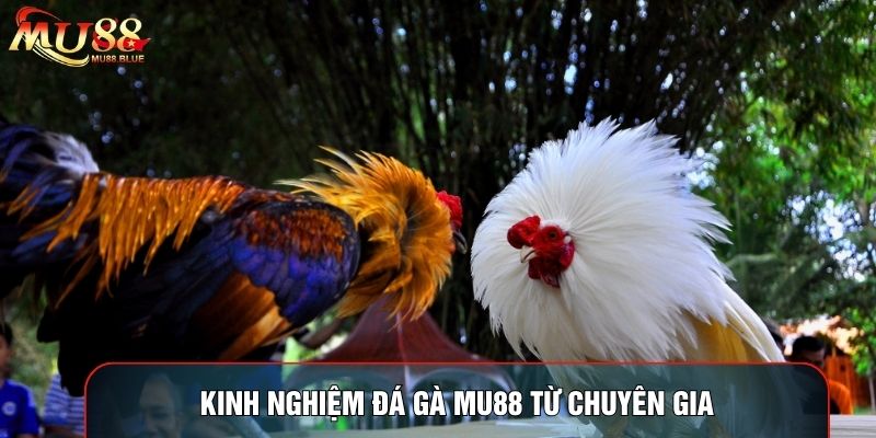Kinh nghiệm đá gà MU88 từ chuyên gia Kinh nghiệm đá gà MU88 từ chuyên gia
